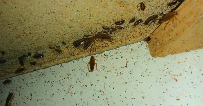 German cockroach infestation - Pest control treatment